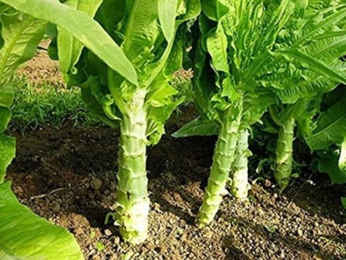 Benih-Bibit Selada Wangi Batang Besar Celtuce Spring Tower (Haira Seed