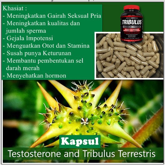 Perkapsul Tribulus Obat Jamu Herbal Testoterone And Terrestris