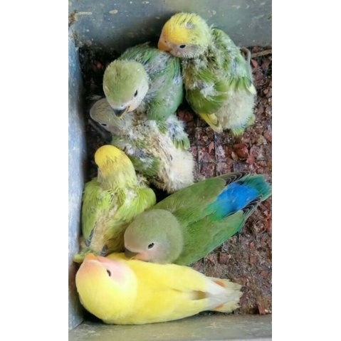 Lolohan Burung Lovebird Nonklep Jinak Harga Perekor