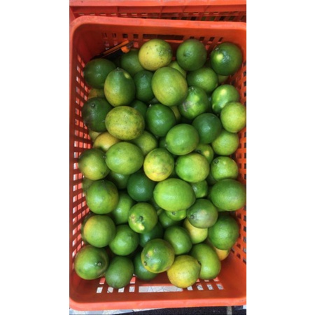 

LEMON GRADE A CALIFORNIA 1 KG