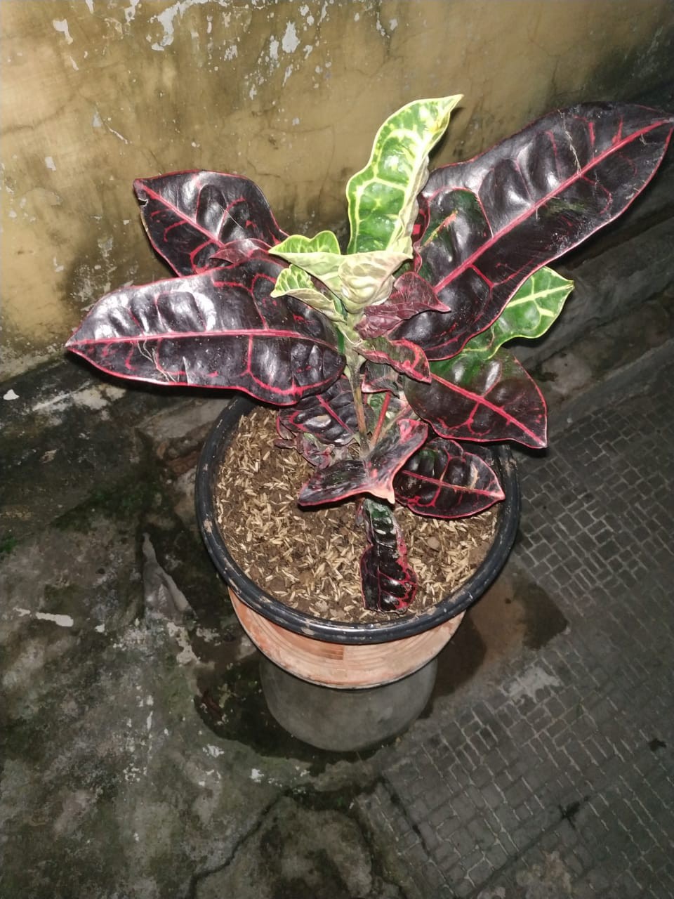 Tanaman Hias Puring Kura Kura Medium