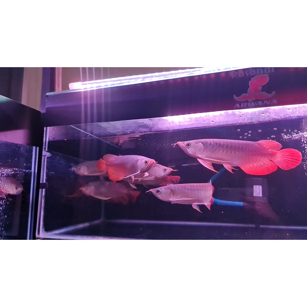 ARWANA SUPER RED 25CM