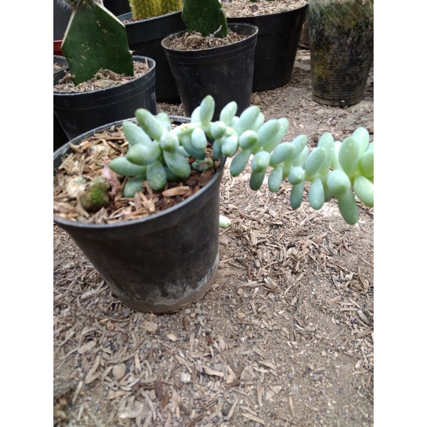 seculen air mata ibu  tanaman gantung+free pot