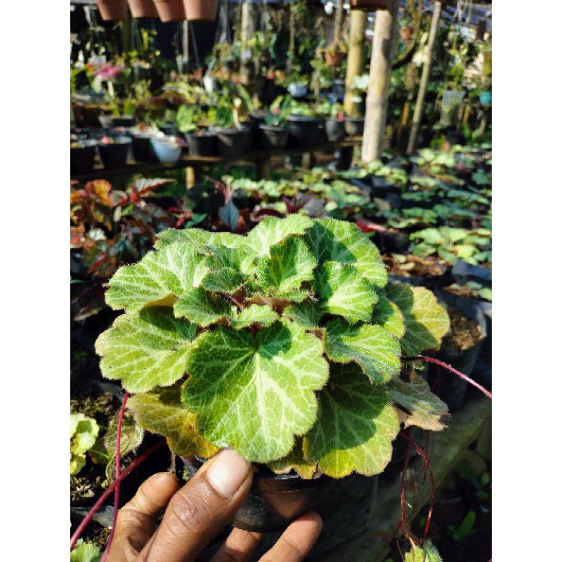 begonia strawbery