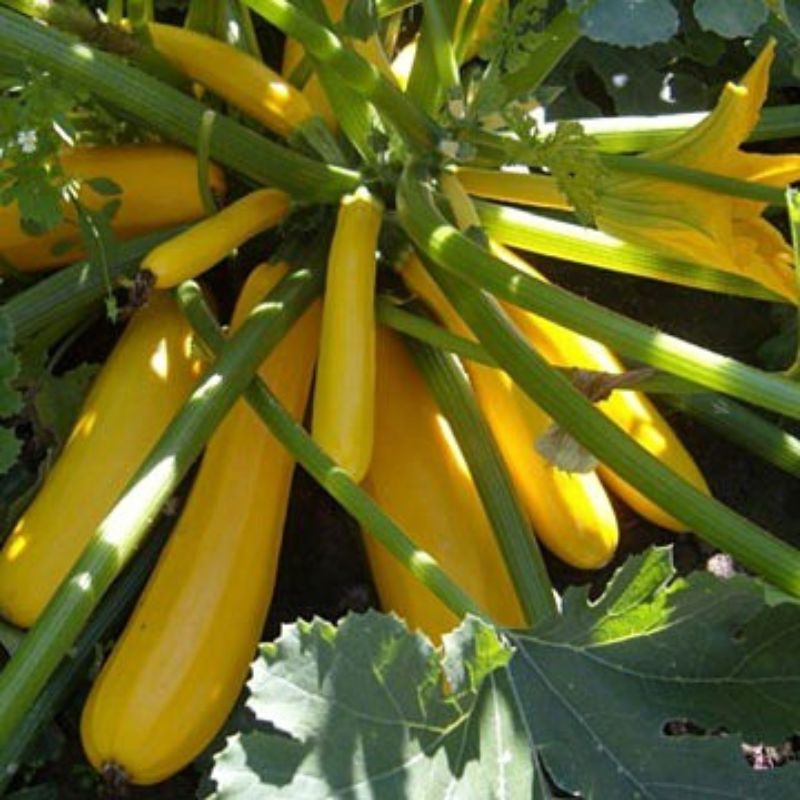 Benih Bibit Sayuran Zucchini Gold F1 - Bibit Sayuran