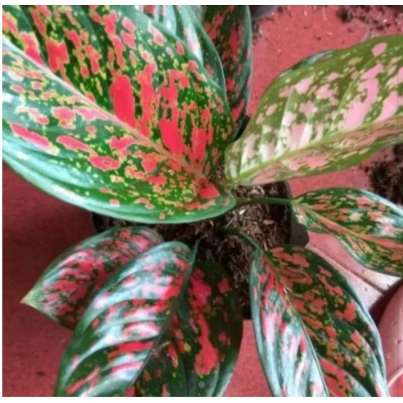 Aglonema VENUS SUPER CANTIK RIMBUN MEMPESONA