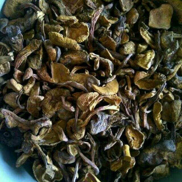 Jual Kulat Jamur Langka Pelawan Bangka Belitung 100 Gram Indonesia