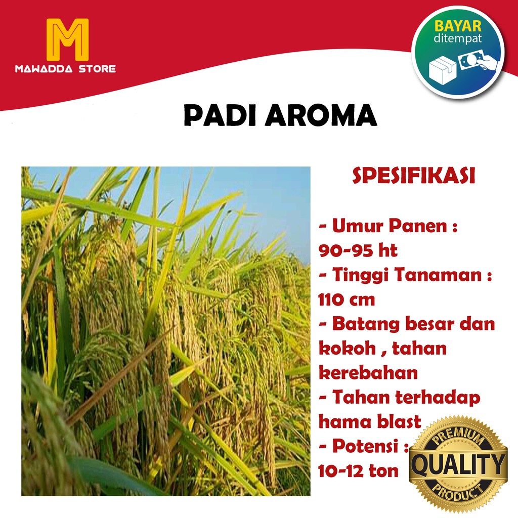 Biji Padi Unggul Aroma