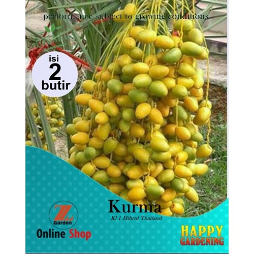 2butir bibit biji benih tanaman buah kurma Kl 1 Hibrid Thailand
