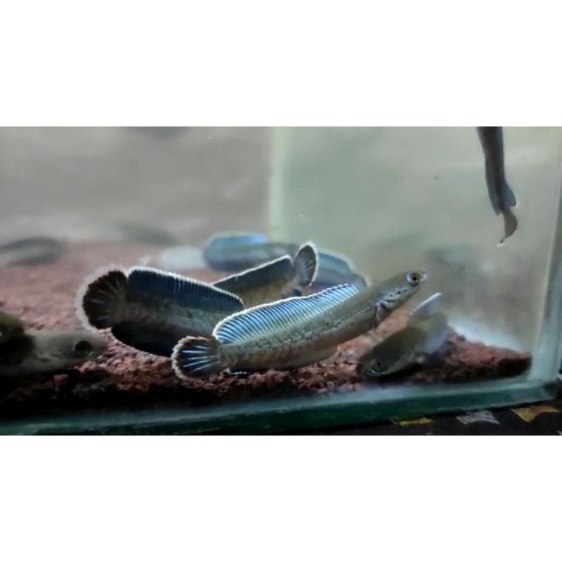 Chana Andrao highfin