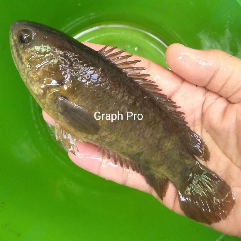 

1-3kg Ikan Betok/Papuyu & Sepat Konsumsi