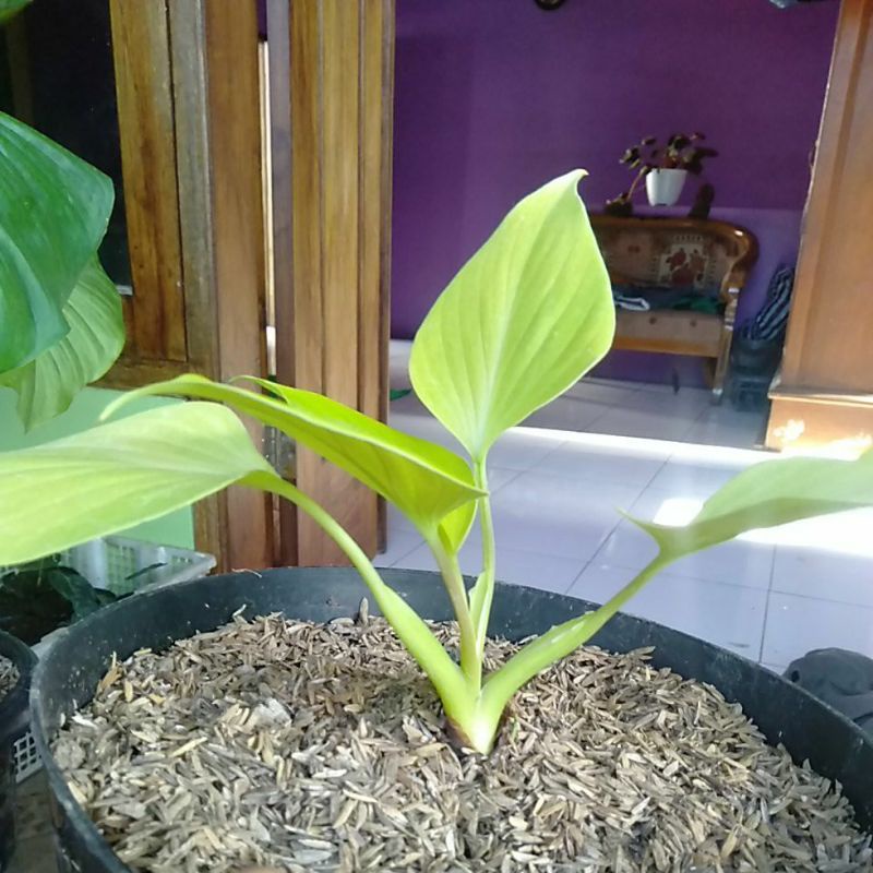 homalomena golden