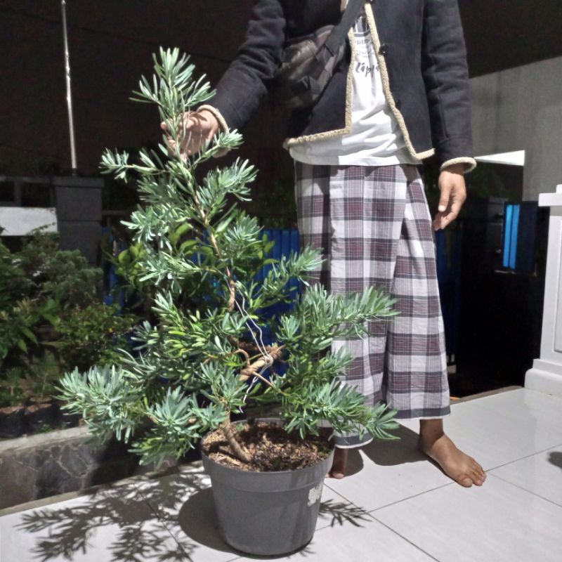Jual Bonsai Lohansung Blueice