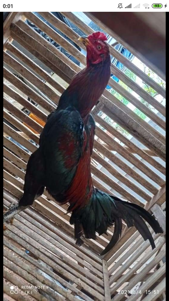 Samhadi Batik Blouse Blus Seragam Ecer Atasan Batik Wanita Formal Non Formal Batik Wanita M L Xl Xxl