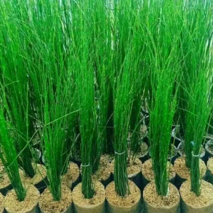 Tanaman hias bambu air / TANAMAN BAMBU AIR HIAS