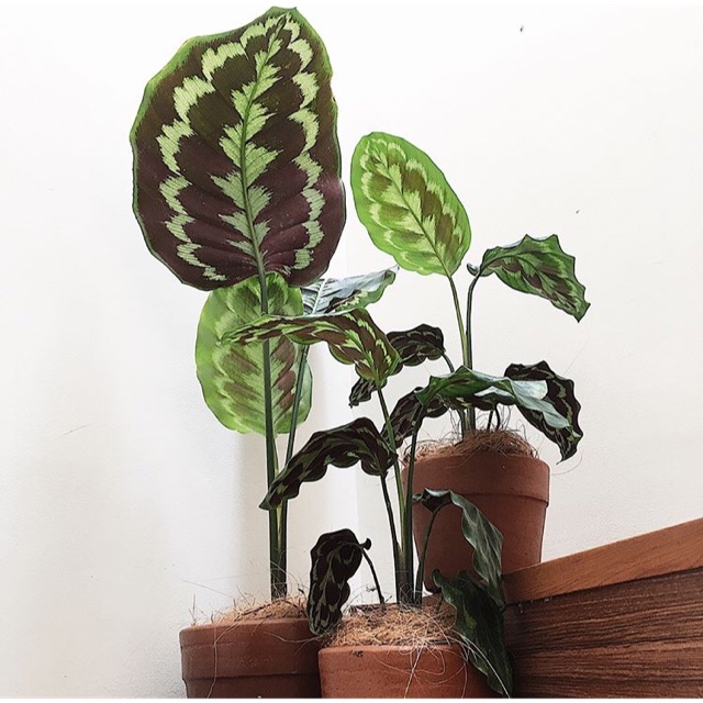 Tanaman hias calathea veitchiana