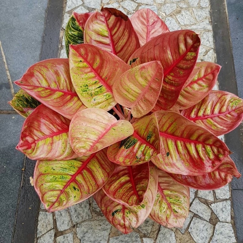 Bonggol aglonema romantic love