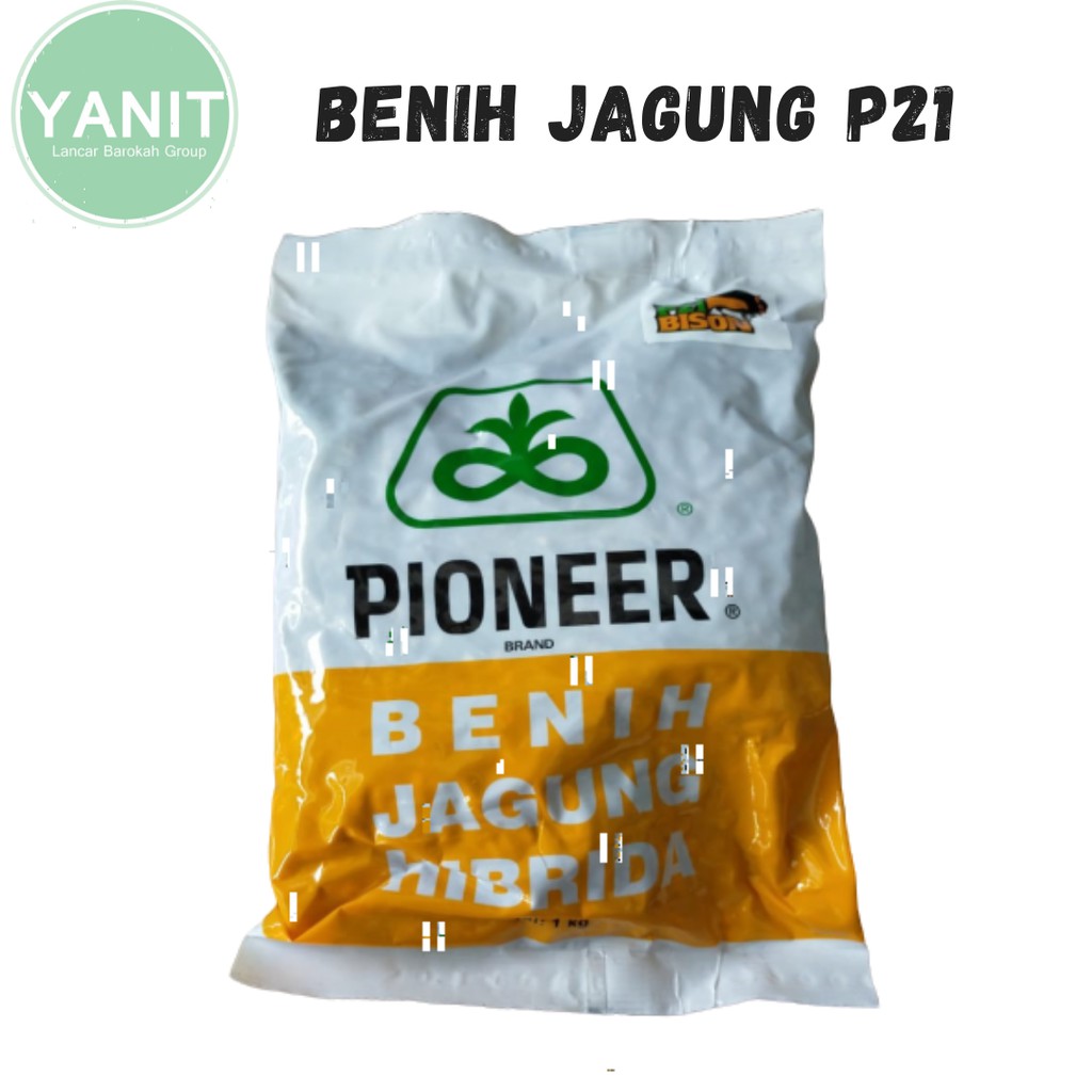 BENIH JAGUNG PIONEER P21