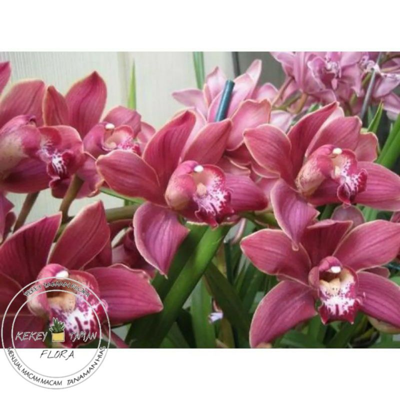 Tanaman Hias Seedling Anggrek Dendrobium Merah Muda Hybrid - Bunga Anggrek Dendrobium