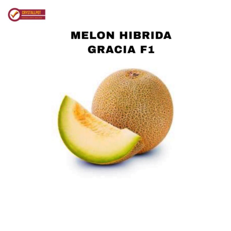 benih bibit melon hibrida gracia f1 cap panah merah - MELON GRACIA F1