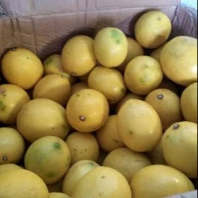 

Jeruk lemon
