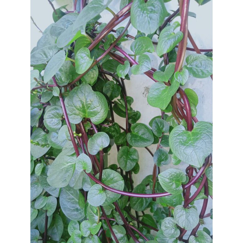 

daun binahong