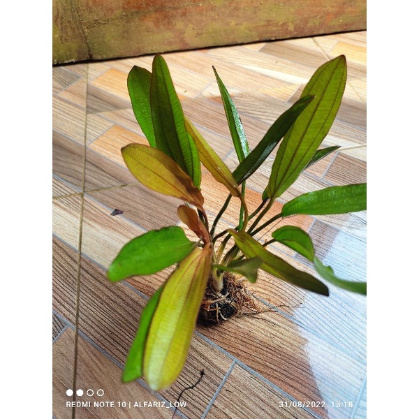 echinodorus red special media wabikusa tanaman aquascape