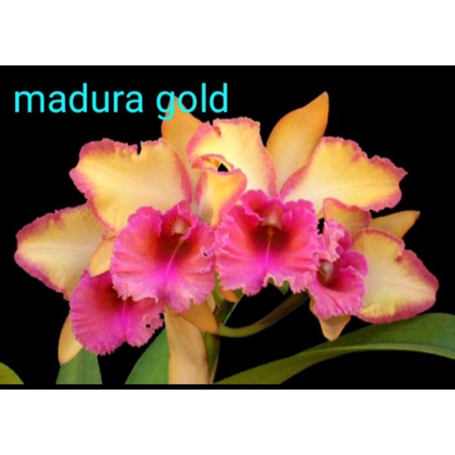 Anggrek cattleya seedling