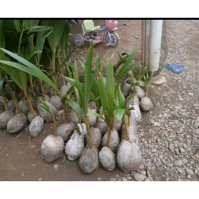 Bibit Kelapa Genjah Salak Unggul $_$