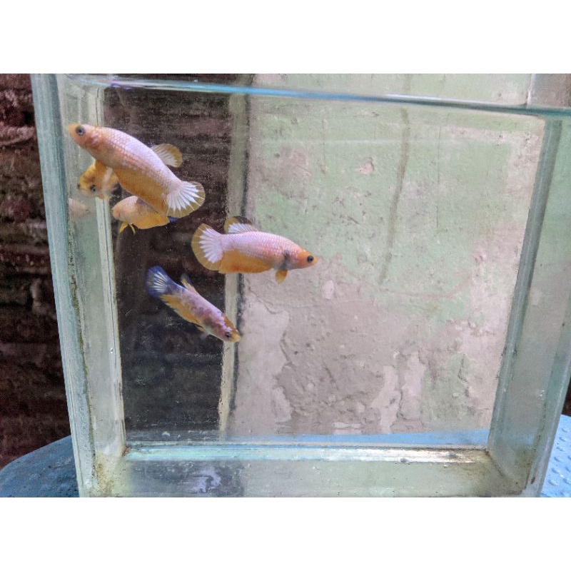 ikan cupang female fancy yellow