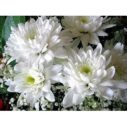 TOKO BUNGA BANDUNG / BUNGA KRISAN