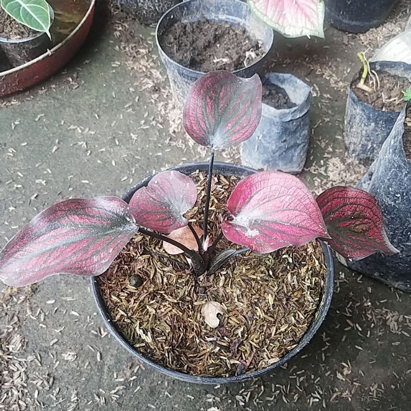 Tanaman hias caladium red stone