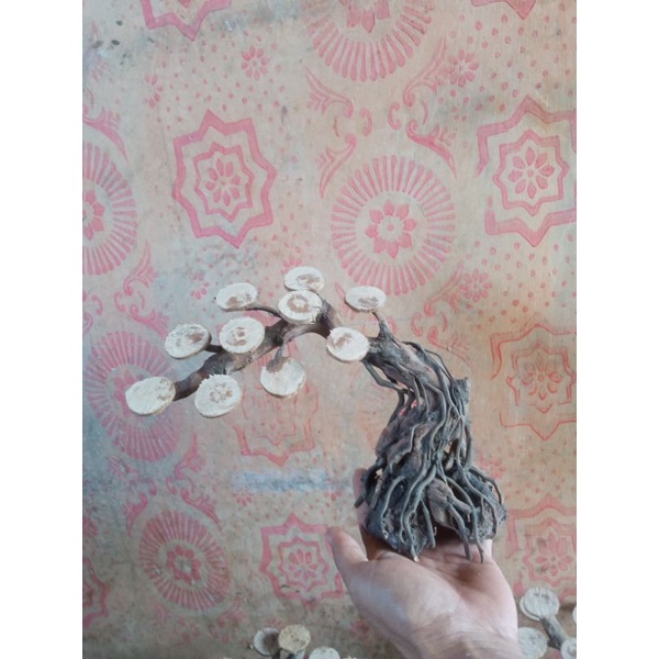 bonsai bahan aquascape