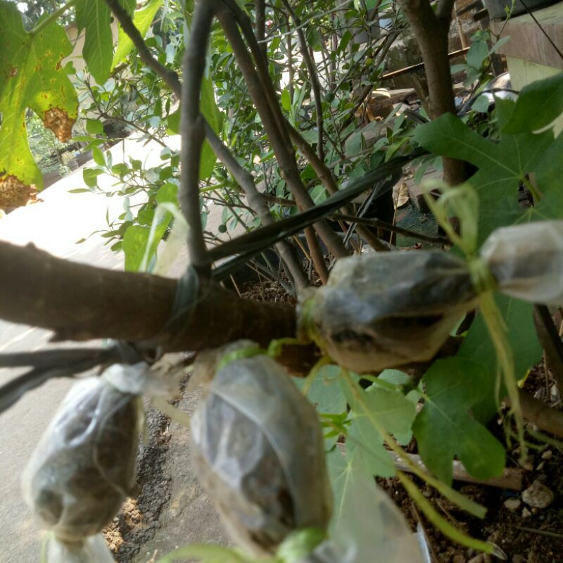 bibit cangkok pohon buah tin