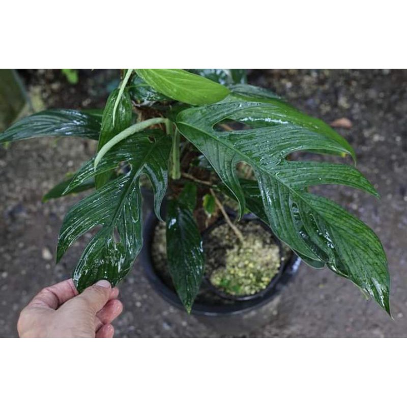 Rhaphidophora Beccarii