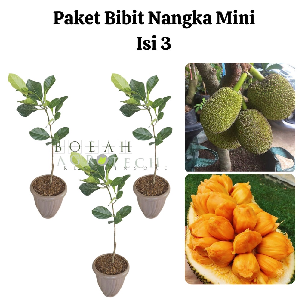 Paket Hemat Bibit Nangka Mini Okulasi Isi 3 Bonus Bibit Strawberry+Polibag