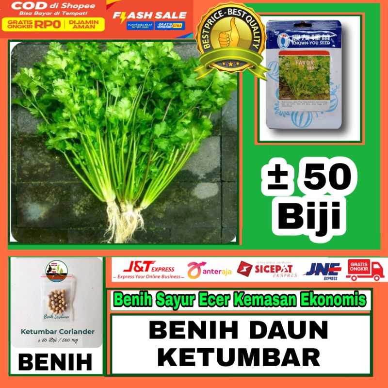 50 Benih Herb Coriander Daun Ketumbar Favor Bibit Sayuran Herba Known You Seed Tanaman Obat Herbal K