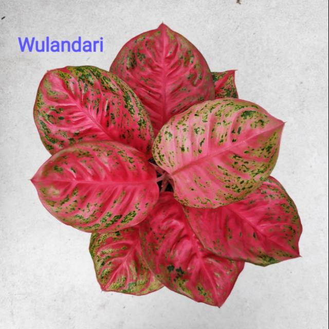 Aglonema WULANDARI Shopee Indonesia Aglonema WULANDARI Shopee Indonesia