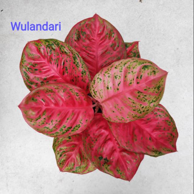  Aglonema WULANDARI  Shopee Indonesia