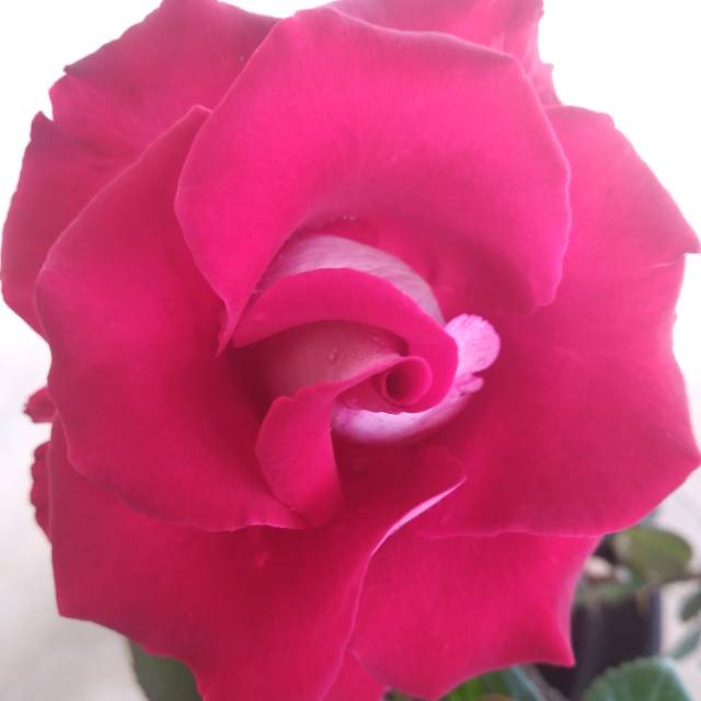 yanidafaridah041181