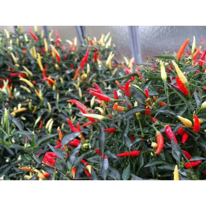 benih biji cabe cabai hias unik SPARKLER bisa dikonsumsi