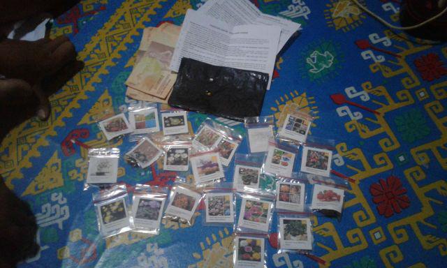 Benih Bibit Buah Gojiberry Wolfberry Import