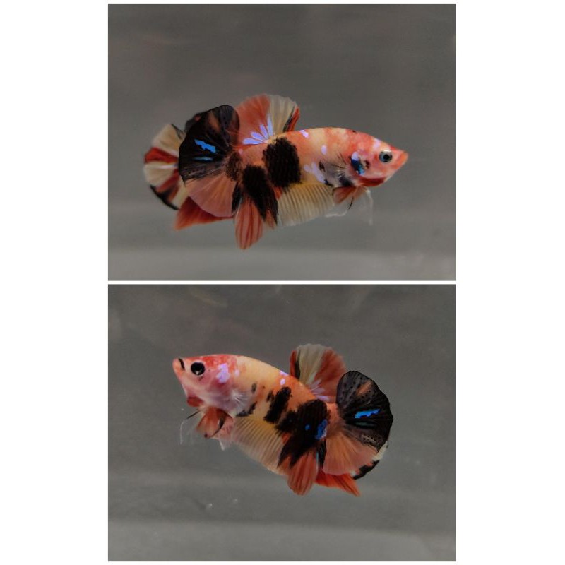 Cupang orange base line yellow