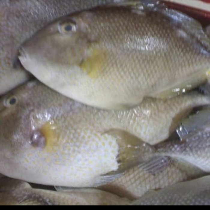 

IKAN AYAM AYAM segar