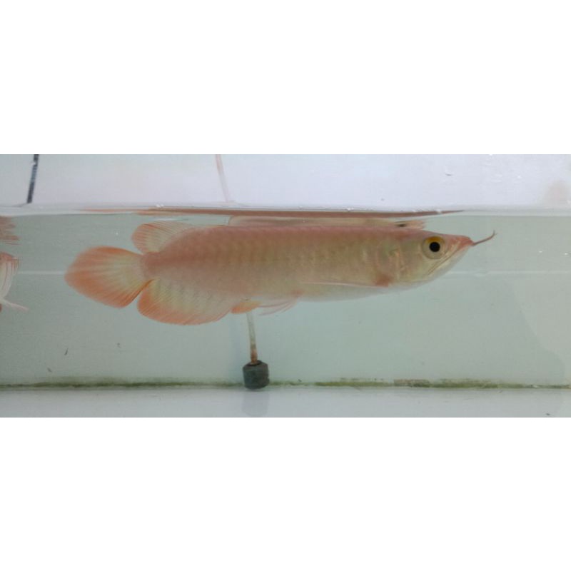 ikan Arowana super red