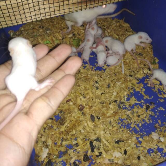 Tikus putih pingkies bulu rat