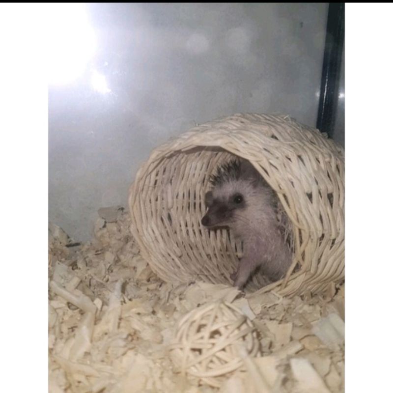 Bola Rotan Mini/Rattan Ball Mainan gigit Mainan hamster Kucing Kelinci Sugar Glider