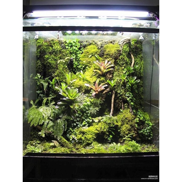 terrarium vivarium paludarium terarium