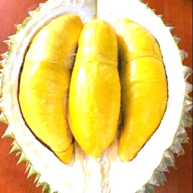 

Bobit duren montong.musangkeng.bawor 1paket 80rb