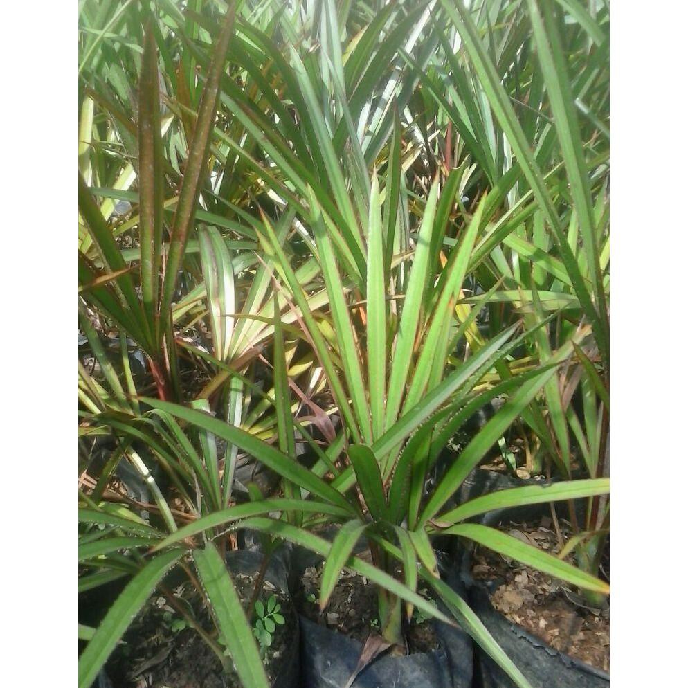 Terbaik Bibit Tanaman Hias Palem Anggur Merah 30cm @_$